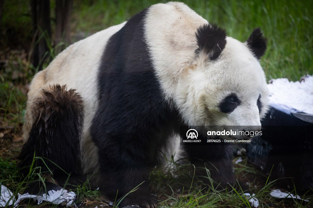 Giant pandas Shuan Shuan and Xin Xin celebrate their birthday in Mexico City