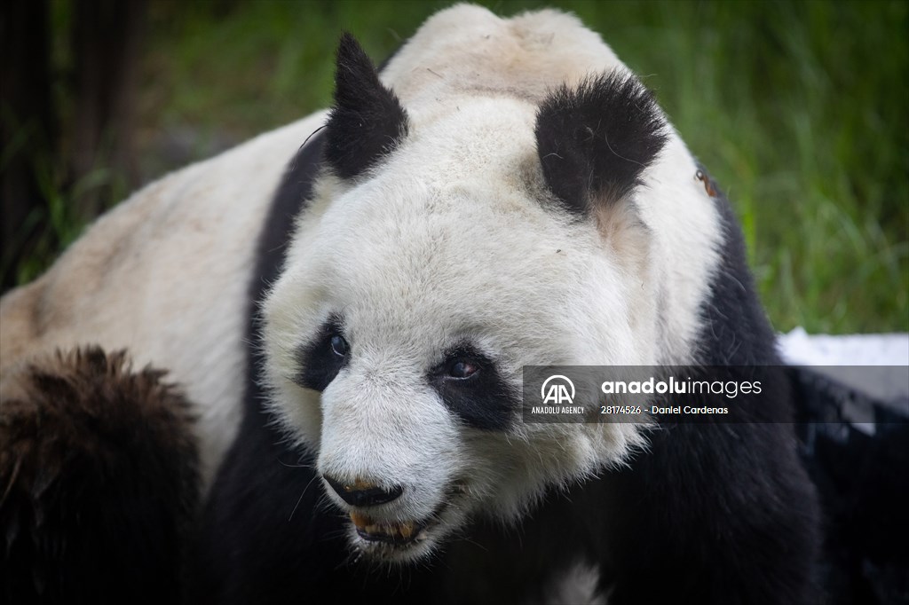 Giant pandas Shuan Shuan and Xin Xin celebrate their birthday in Mexico City