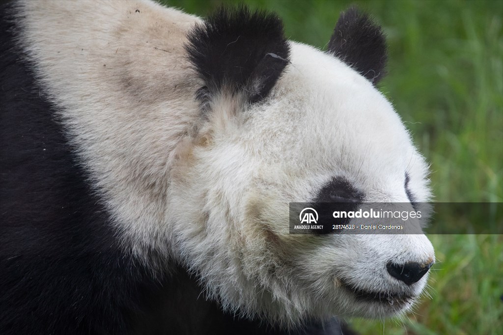 Giant pandas Shuan Shuan and Xin Xin celebrate their birthday in Mexico City