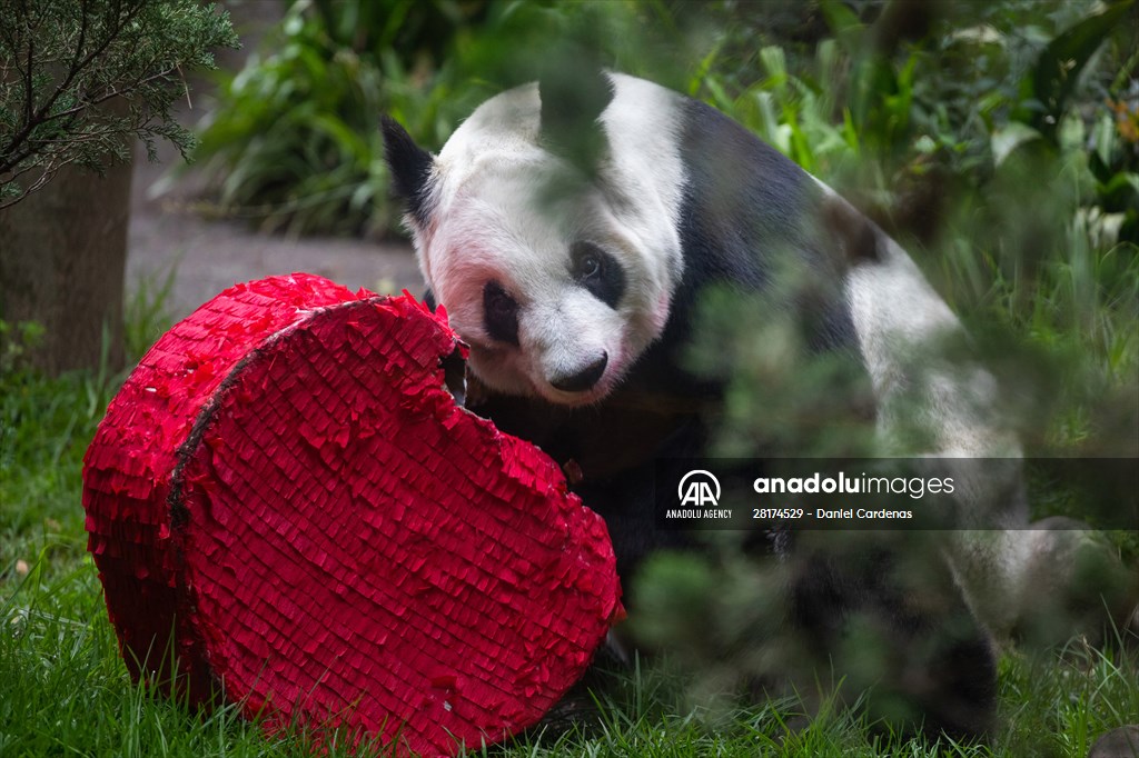 Giant pandas Shuan Shuan and Xin Xin celebrate their birthday in Mexico City