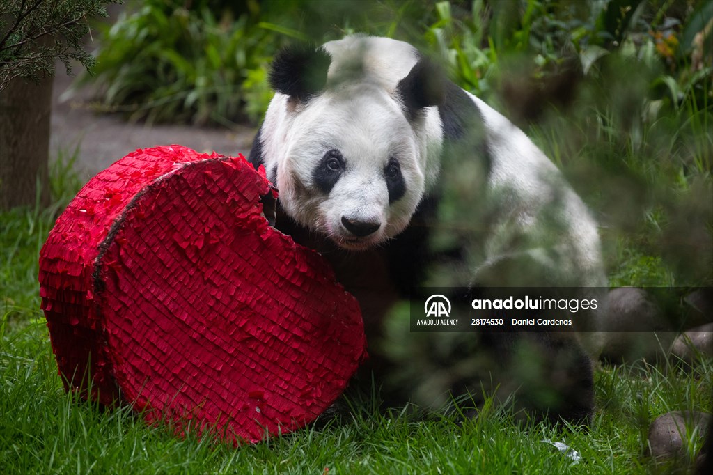 Giant pandas Shuan Shuan and Xin Xin celebrate their birthday in Mexico City