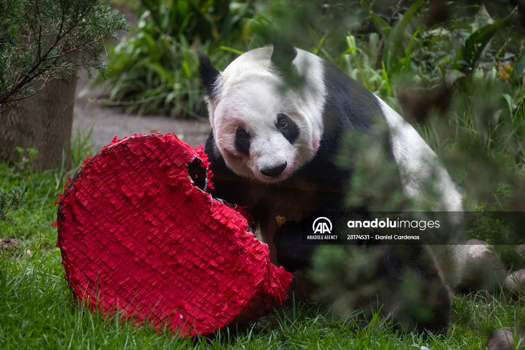 Giant pandas Shuan Shuan and Xin Xin celebrate their birthday in Mexico City