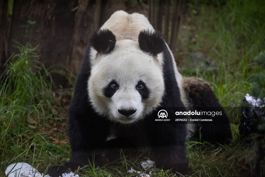 Giant pandas Shuan Shuan and Xin Xin celebrate their birthday in Mexico City