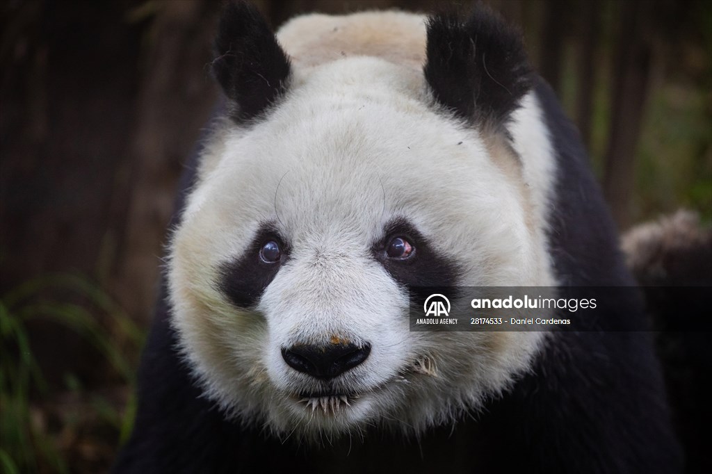 Giant pandas Shuan Shuan and Xin Xin celebrate their birthday in Mexico City