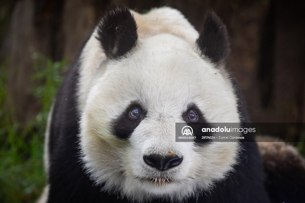 Giant pandas Shuan Shuan and Xin Xin celebrate their birthday in Mexico City