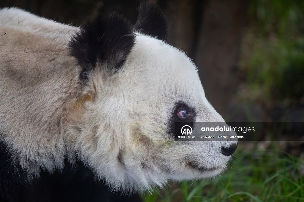 Giant pandas Shuan Shuan and Xin Xin celebrate their birthday in Mexico City