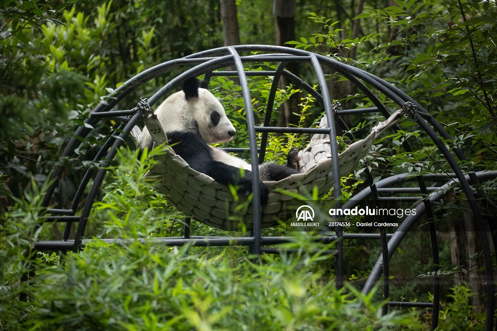 Giant pandas Shuan Shuan and Xin Xin celebrate their birthday in Mexico City