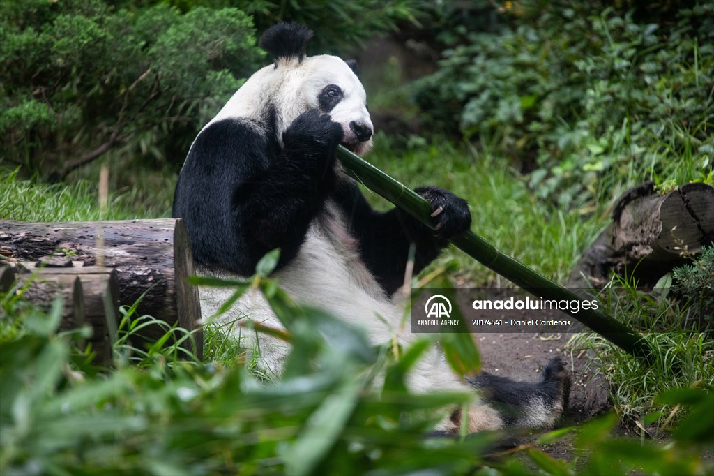 Giant pandas Shuan Shuan and Xin Xin celebrate their birthday in Mexico City