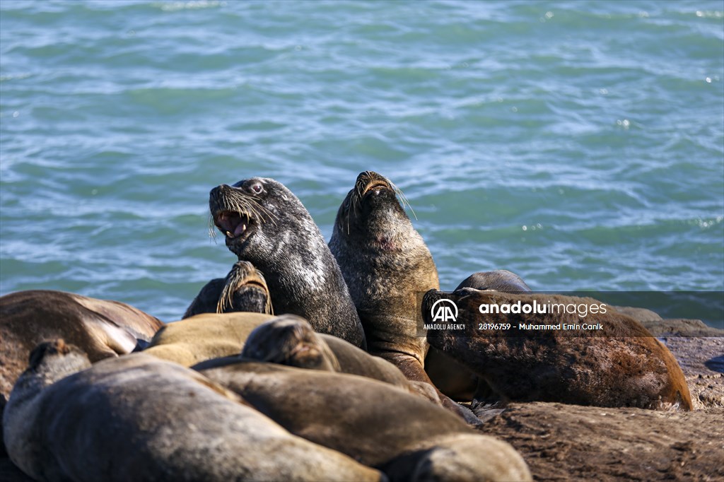 Seals in Argentina's Mar Del Plata | Anadolu Images