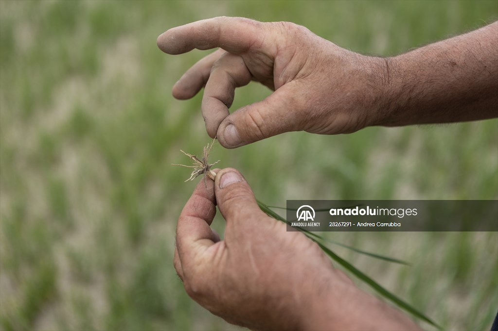 Drought emergency in Piedmont, Italy