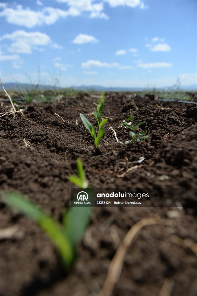 Bingöl'de toprağı besleyerek verimi artıracak organik gübre üretildi