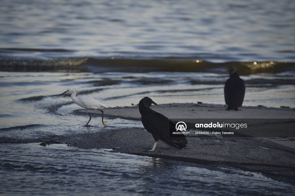 Pollution in the waters of Guanabara Bay in Rio de Janeiro
