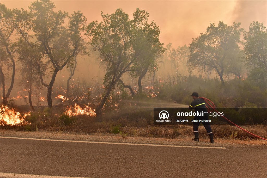 Forest fire in northern Morocco not yet under control