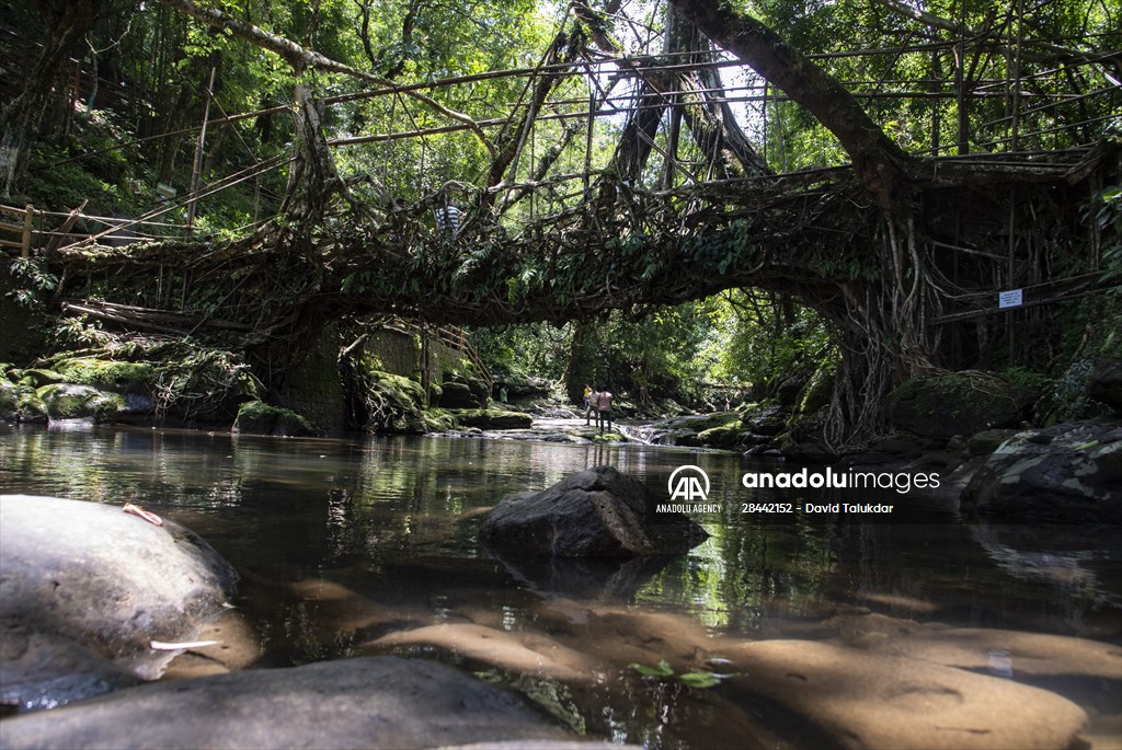 Living Root Bridge of India