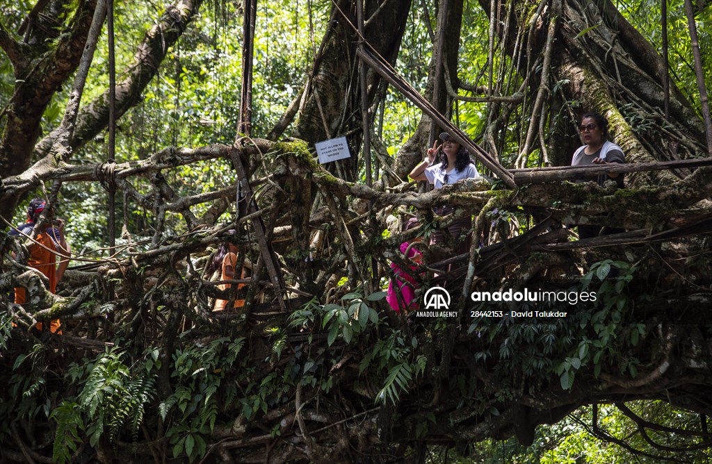 Living Root Bridge of India