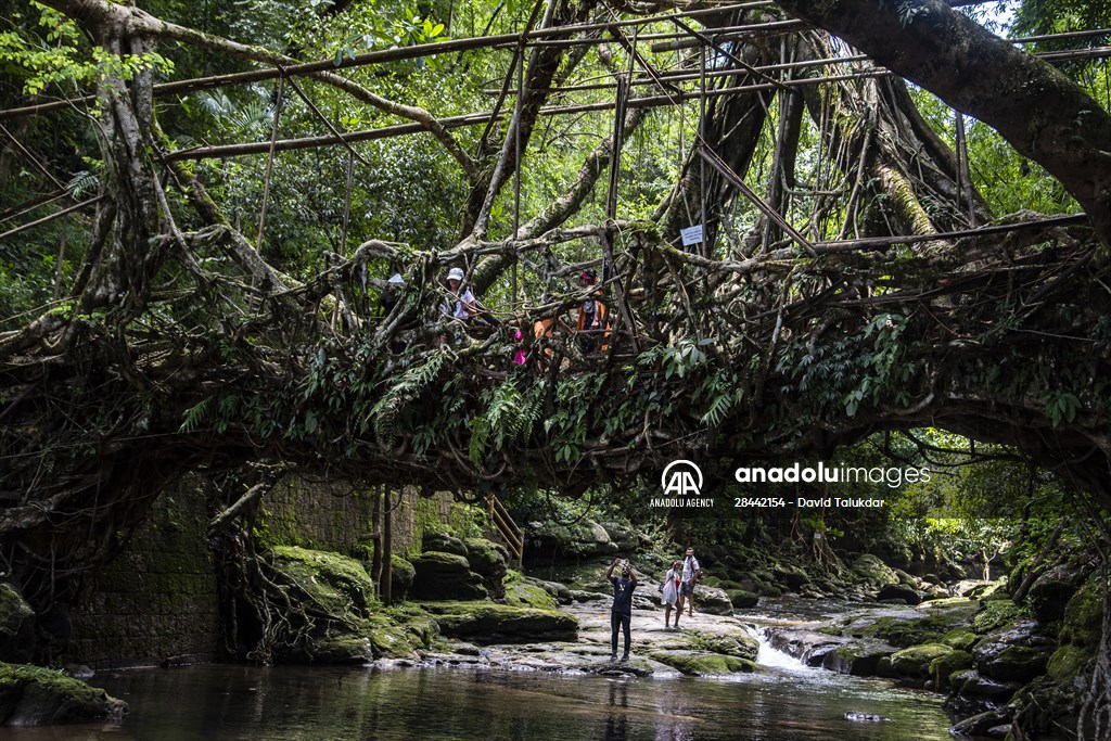 Living Root Bridge of India