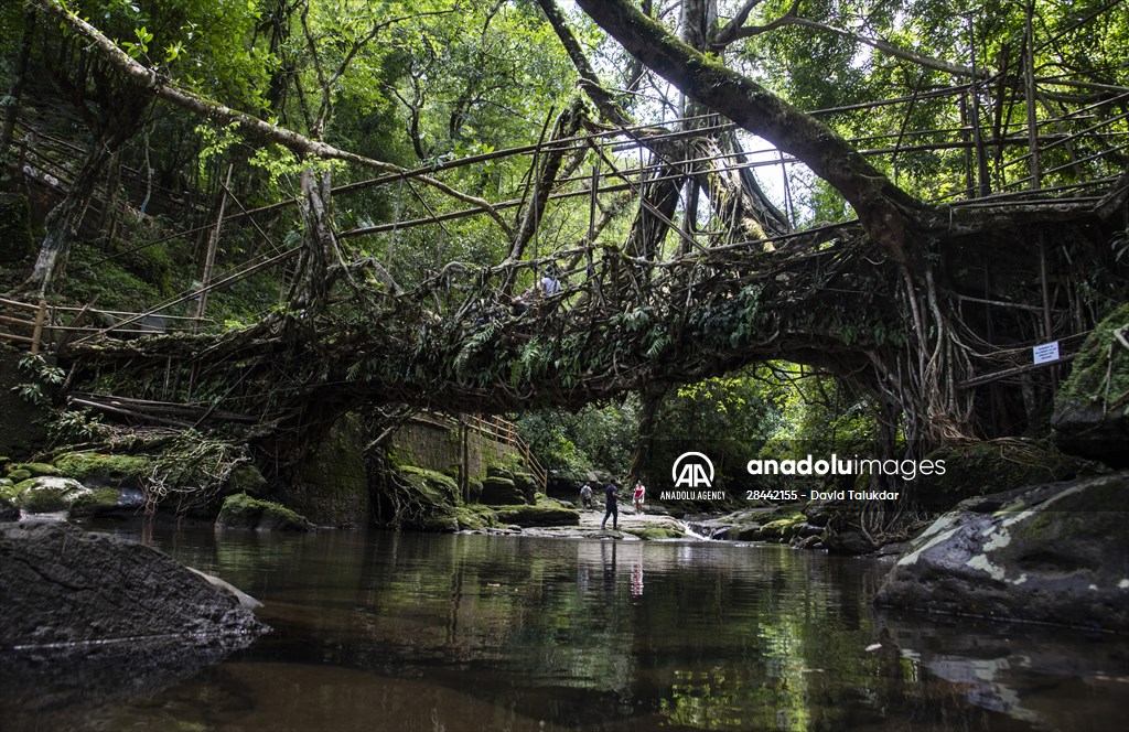 Living Root Bridge of India