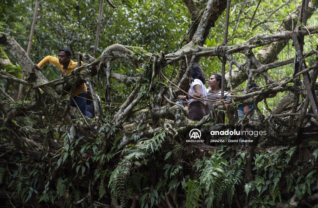 Living Root Bridge of India