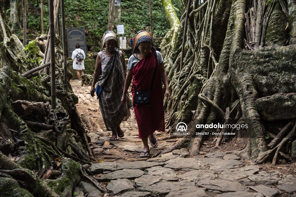 Living Root Bridge of India
