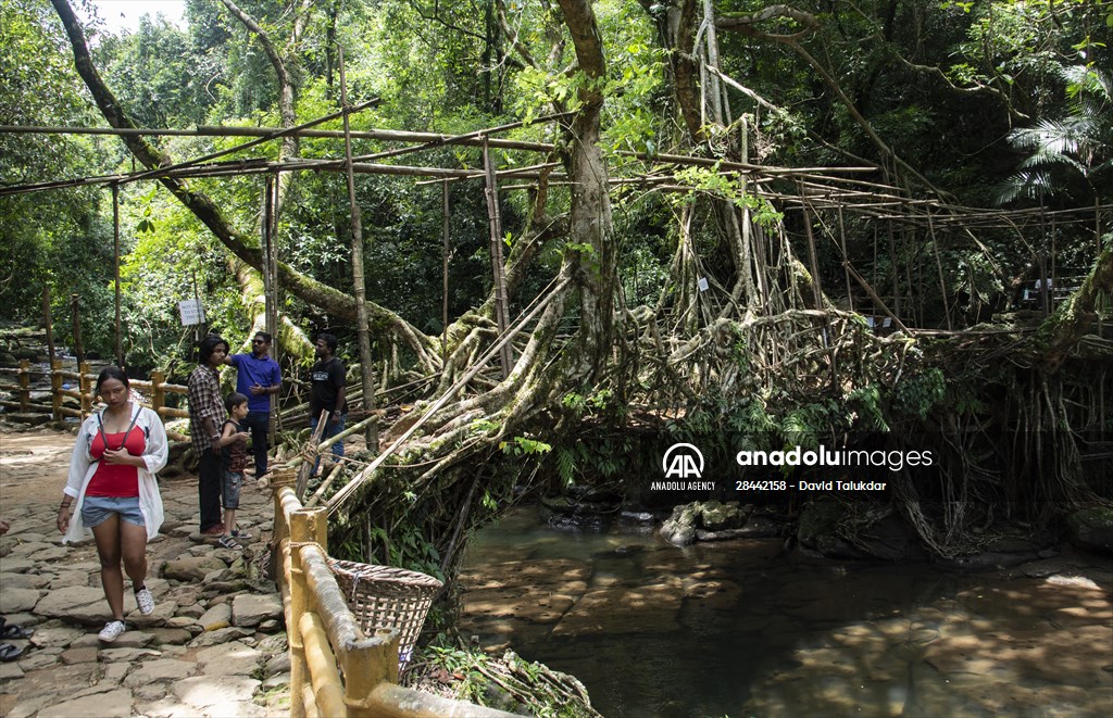 Living Root Bridge of India