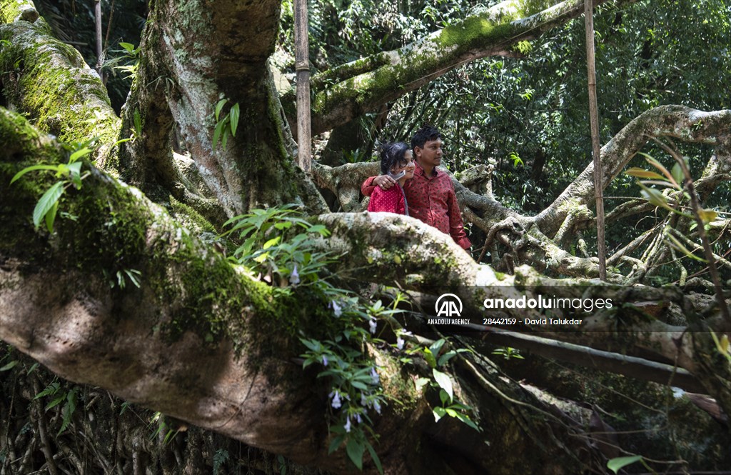 Living Root Bridge of India