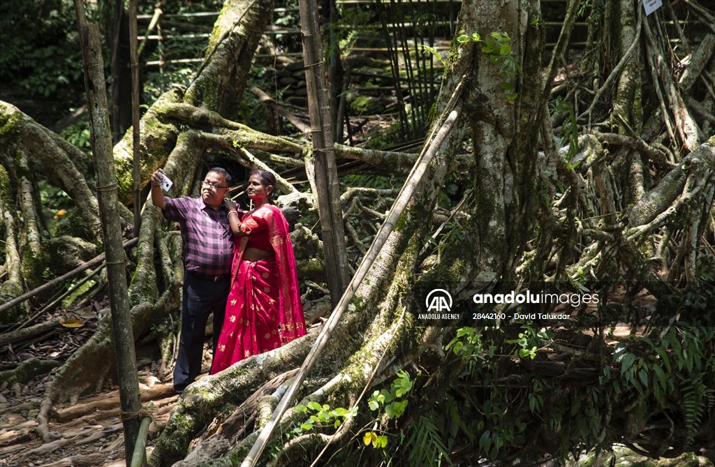 Living Root Bridge of India