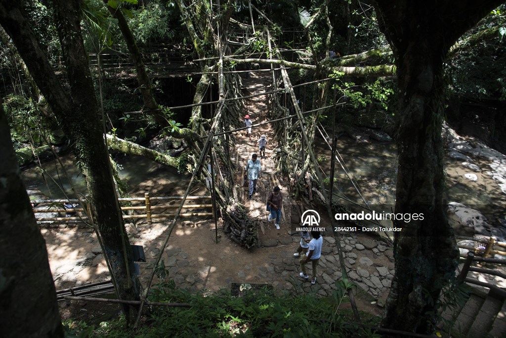 Living Root Bridge of India