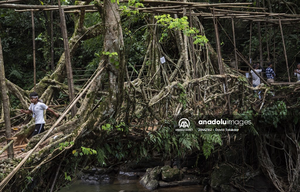 Living Root Bridge of India