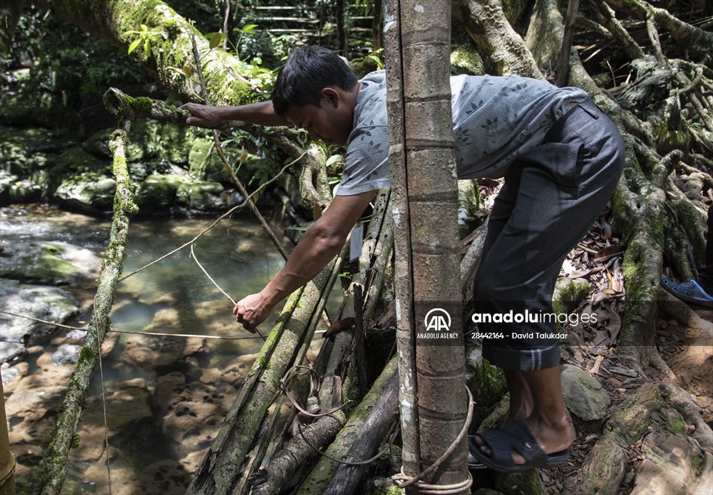 Living Root Bridge of India