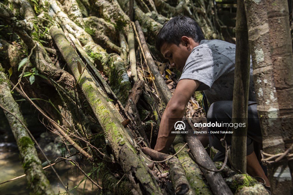 Living Root Bridge of India