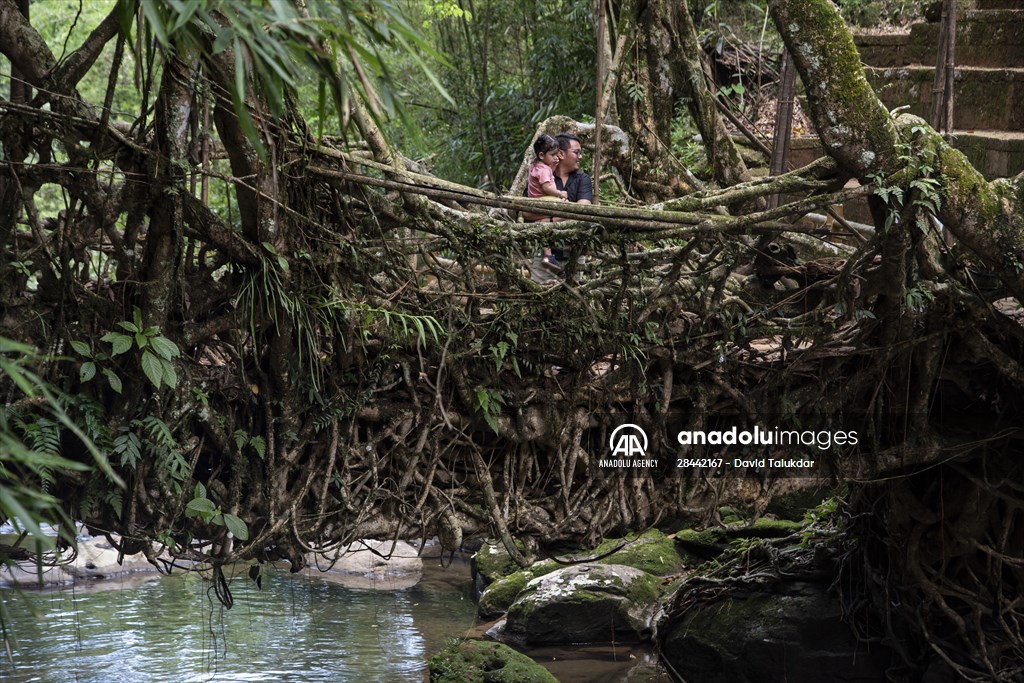 Living Root Bridge of India