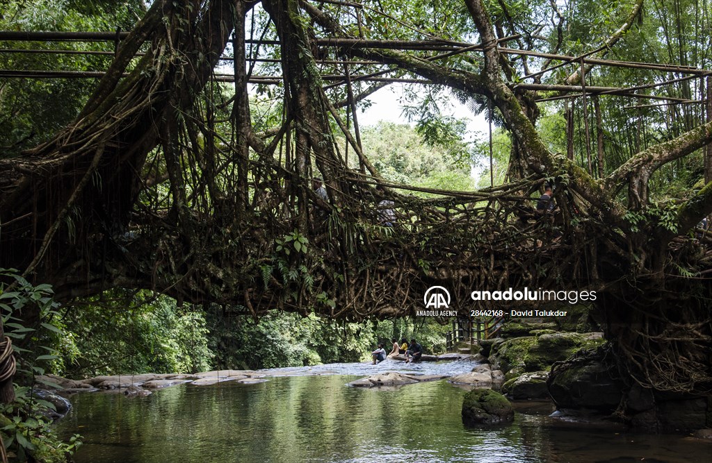 Living Root Bridge of India