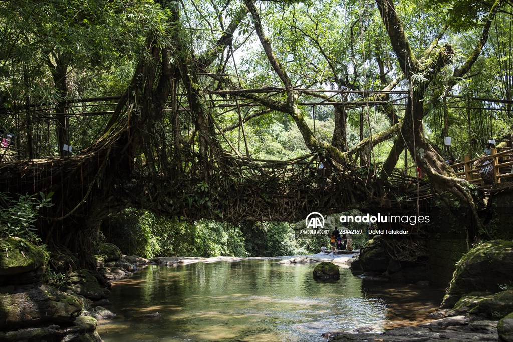 Living Root Bridge of India