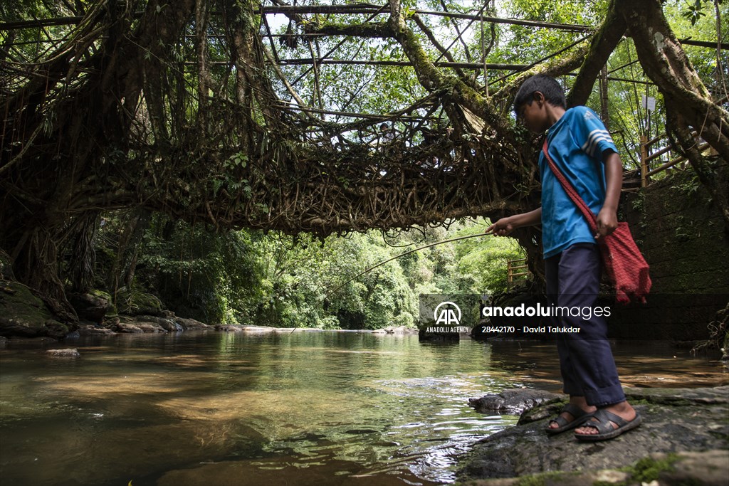 Living Root Bridge of India