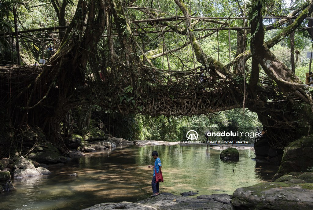 Living Root Bridge of India