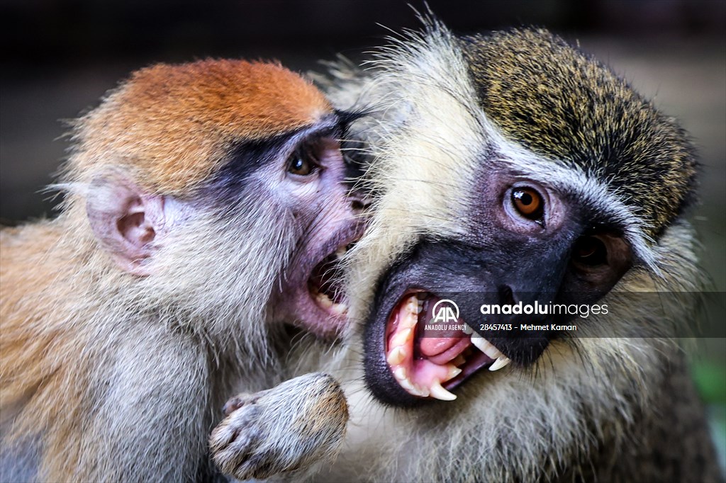 Abuja National Children's Park and Zoo in Nigeria