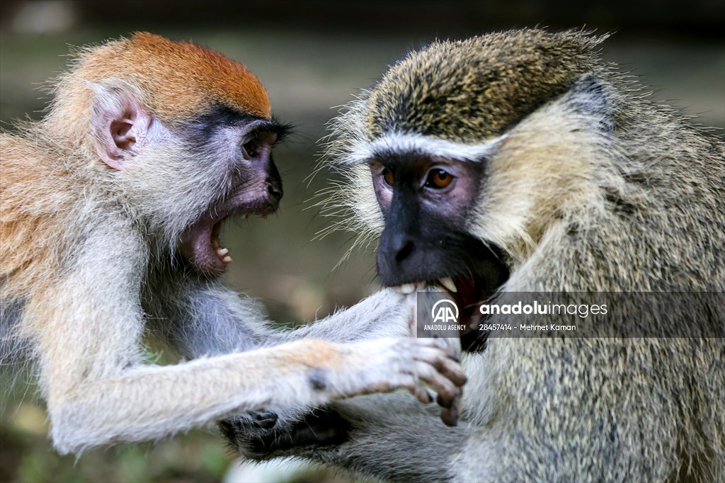 abuja-national-children-s-park-and-zoo-in-nigeria-anadolu-images