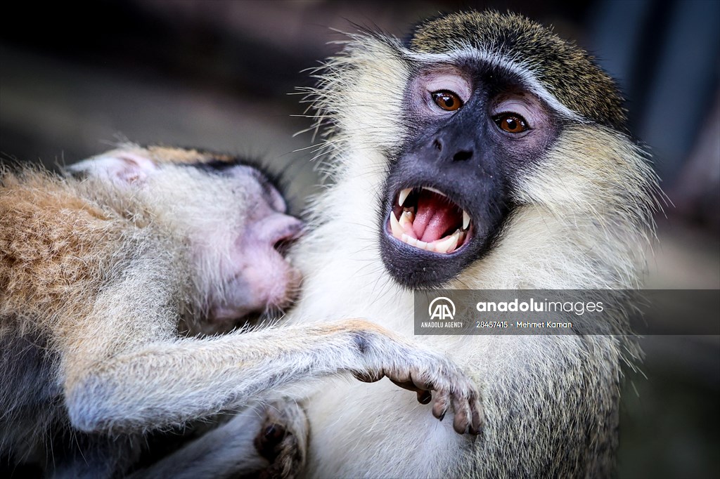 Abuja National Children's Park and Zoo in Nigeria