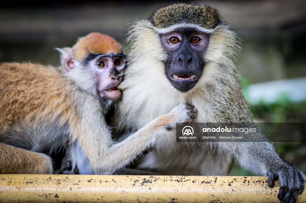 Abuja National Children's Park and Zoo in Nigeria