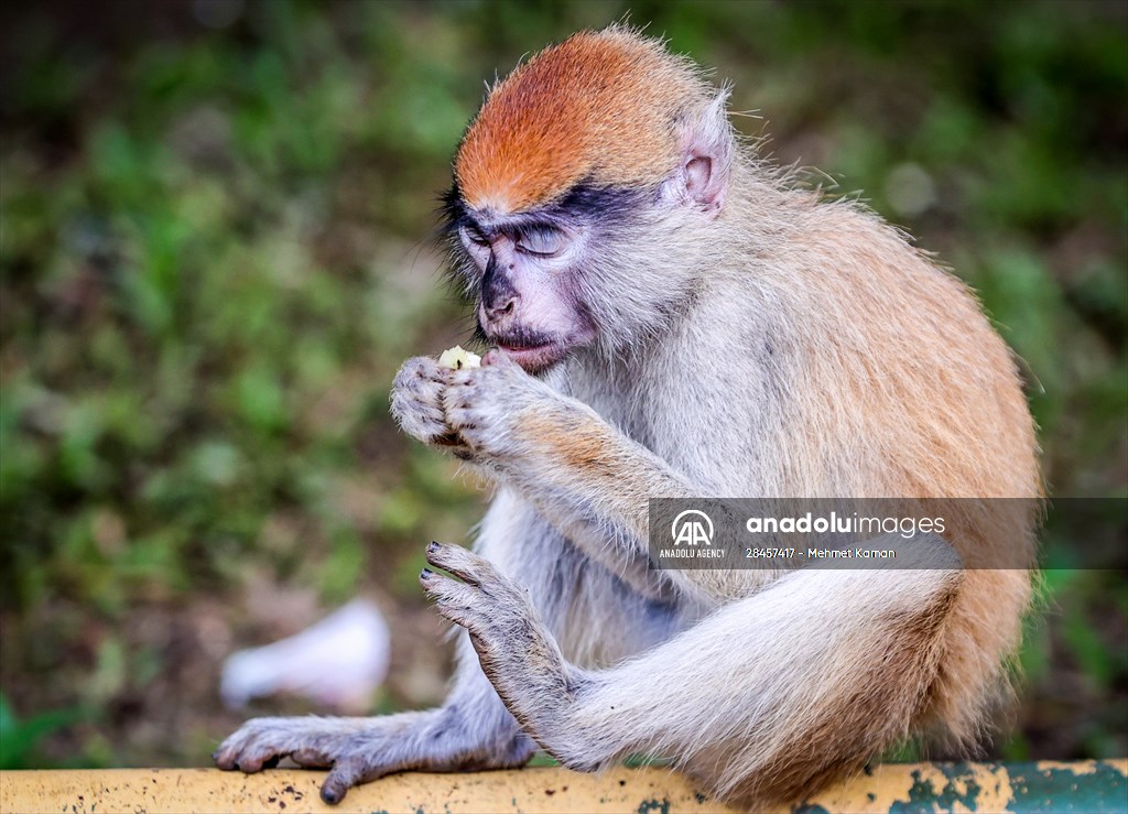 Abuja National Children's Park and Zoo in Nigeria