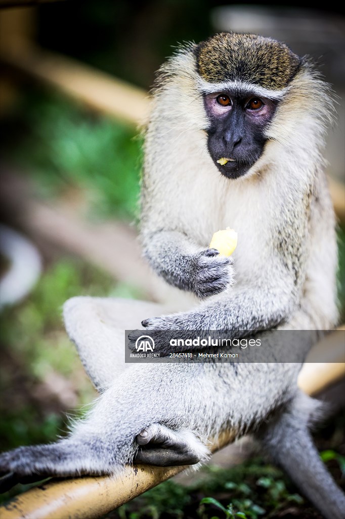 Abuja National Children's Park and Zoo in Nigeria