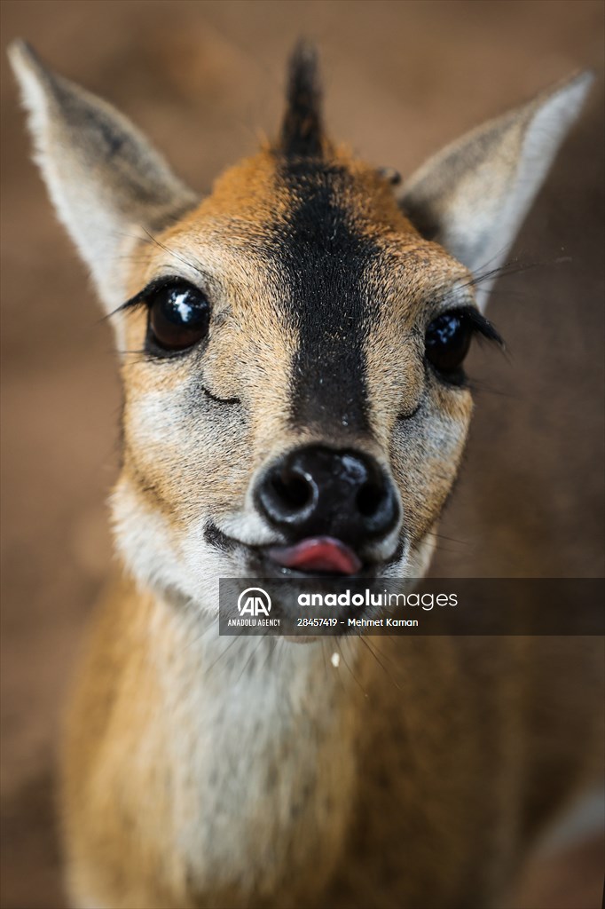 Abuja National Children's Park and Zoo in Nigeria