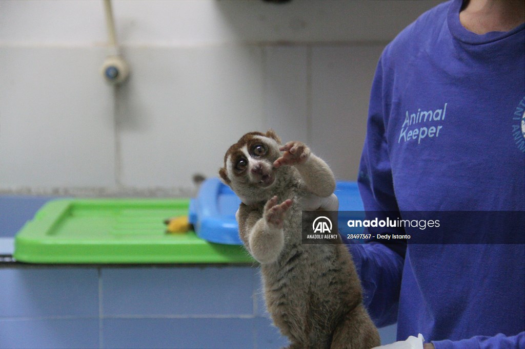 Sumatran slow loris in Indonesia