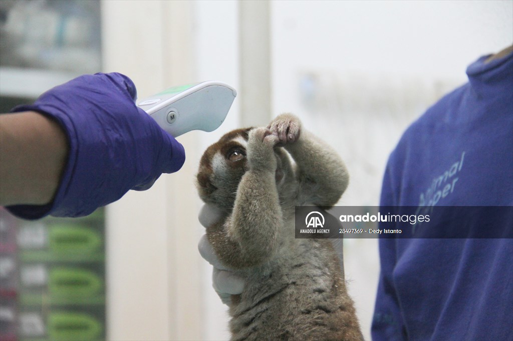 Sumatran slow loris in Indonesia