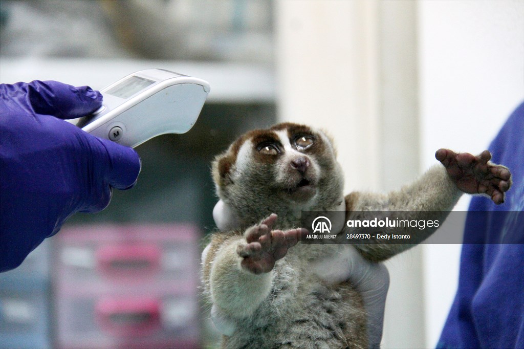 Sumatran slow loris in Indonesia