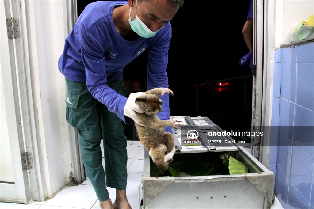 Sumatran slow loris in Indonesia