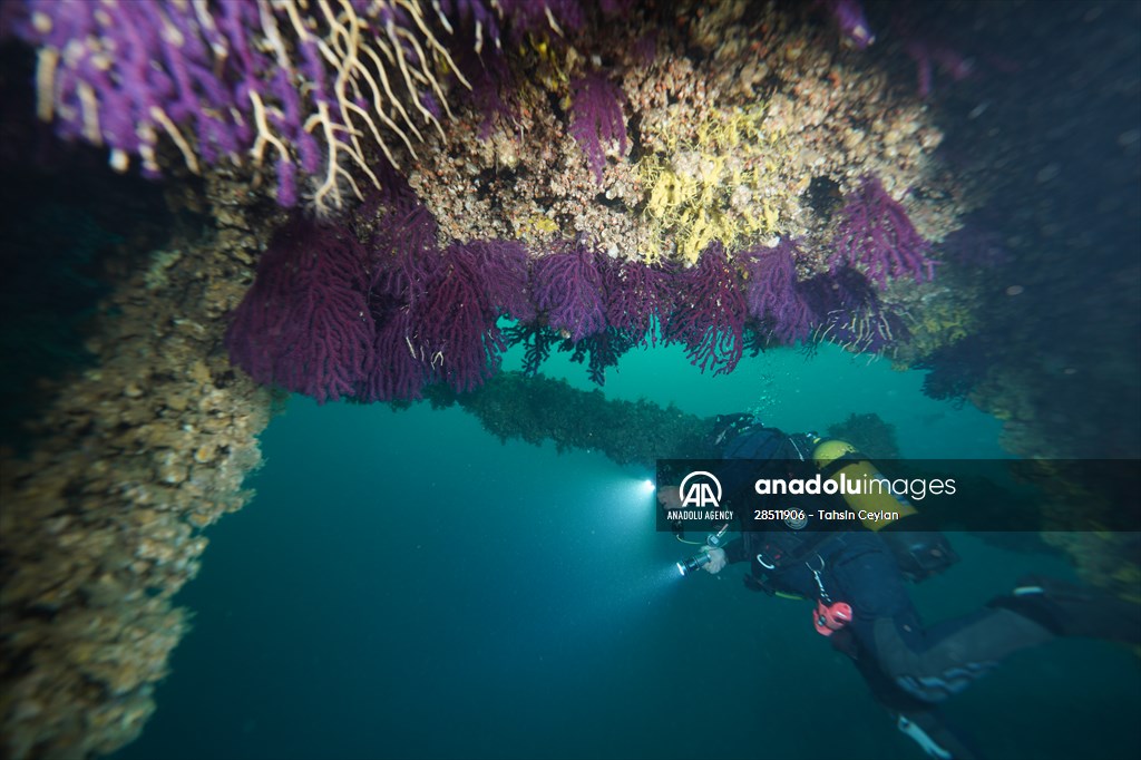 Shipwreck of Royal Navy's HMS Majestic in Gallipoli