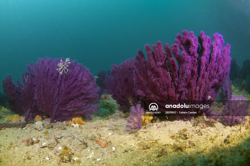 Shipwreck of Royal Navy's HMS Majestic in Gallipoli