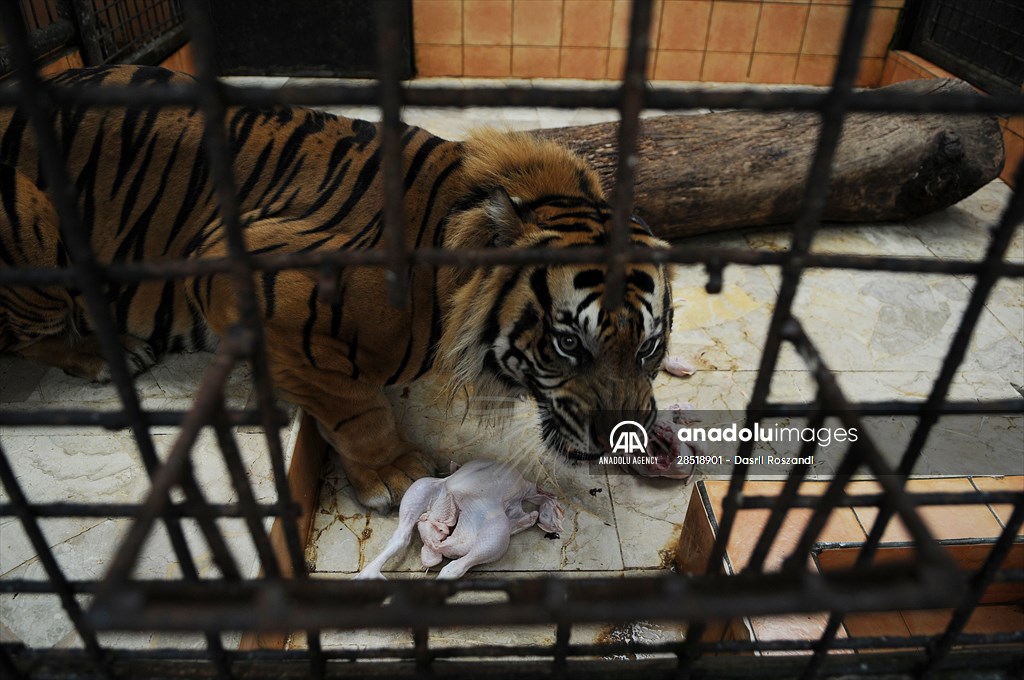 Sumatran tiger in Indonesia