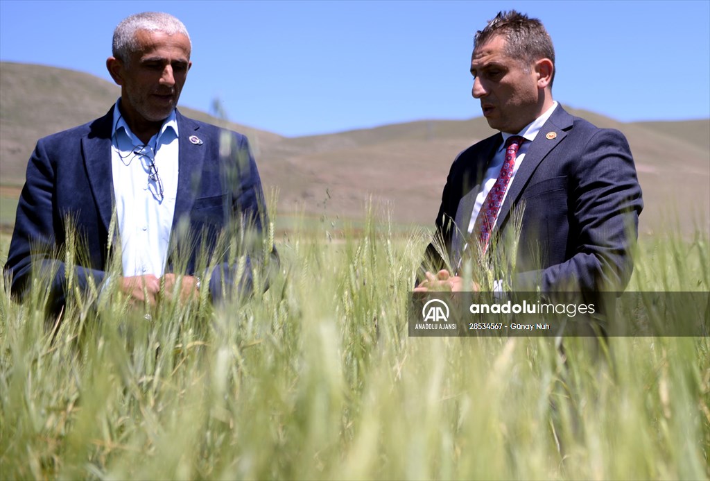 Çiftçiye tohumu dağıtılan ata buğdayında yüksek verim bekleniyor